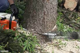 Best Hazardous Tree Removal  in Myrtle Point, OR